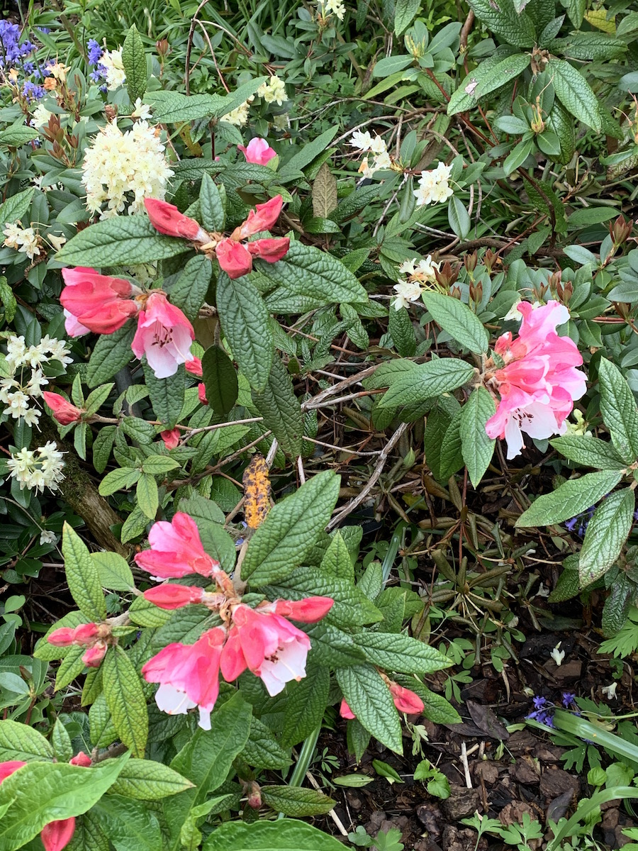 edgeworthii Deep Pink ex RBGE